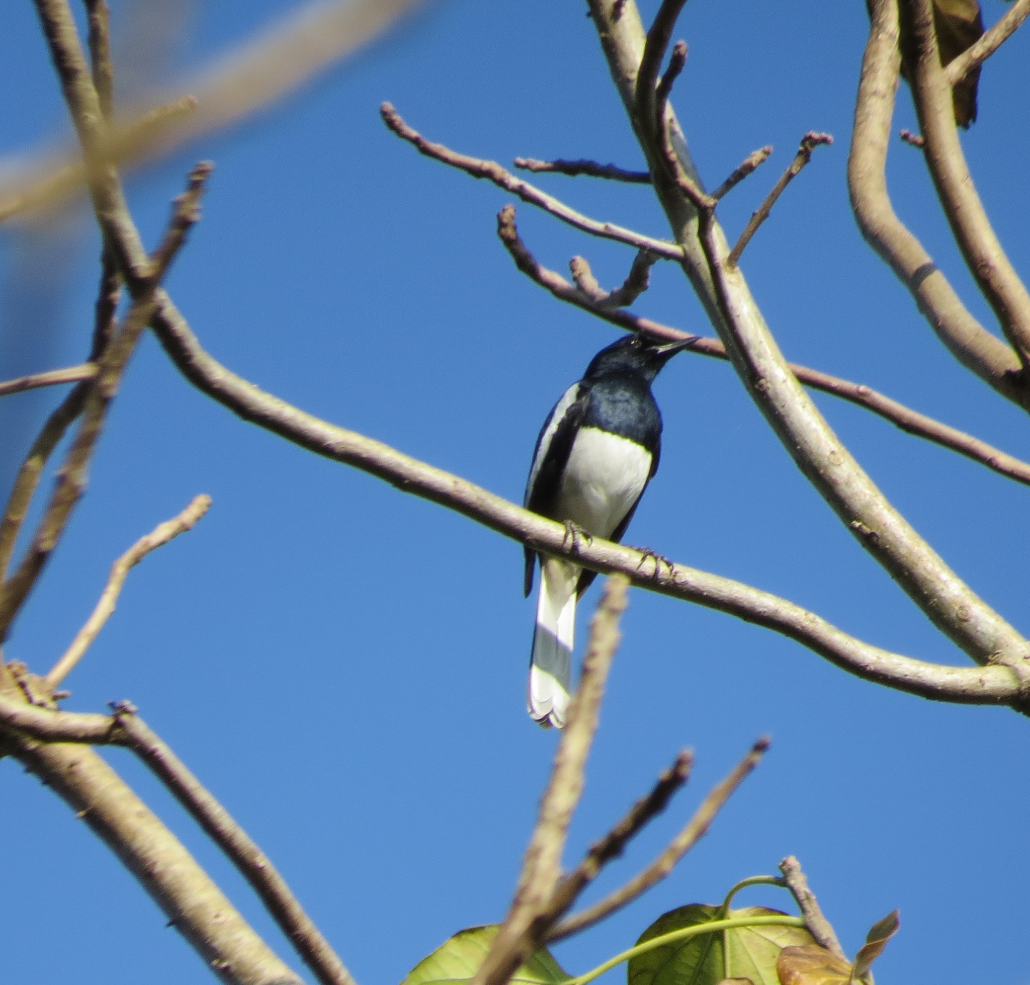 Oriental Magpie Robin