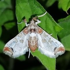 Neoleucinodes
