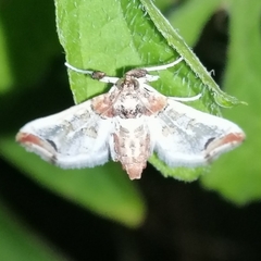 Neoleucinodes