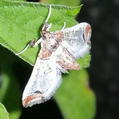 Neoleucinodes