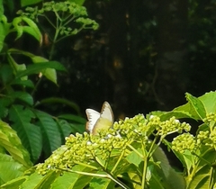 Appias lyncida vasava