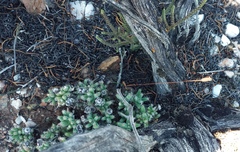 Trichodiadema marlothii