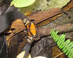 Eresia datis phaedima