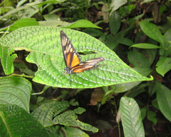 Eresia datis phaedima