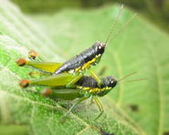 Liebermannacris dorsualis