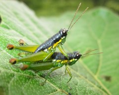 Liebermannacris dorsualis