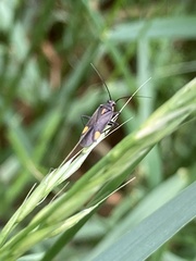 Capsodes