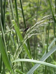 Capsodes