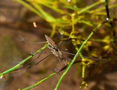 Aquarius chilensis