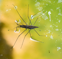 Aquarius chilensis