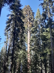Sequoioideae