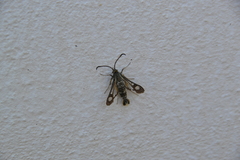 Pyropteron doryliformis
