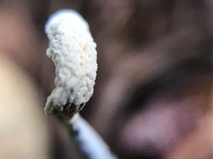 Hypomyces papulasporae