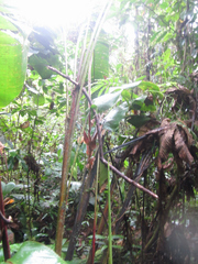 Heliconia vellerigera