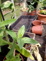 Epilobium hirsutum