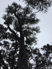 Planchonella costata