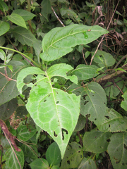 Mikania guaco