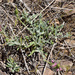 Stachys albicaulis - Photo (c) Nicolás Villaseca Merino, some rights reserved (CC BY-NC), uploaded by Nicolás Villaseca Merino