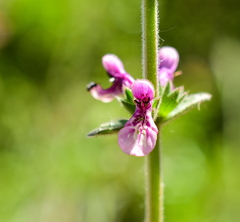Stachys albicaulis