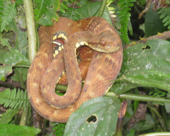 Bothrops oligolepis