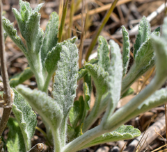 Stachys albicaulis