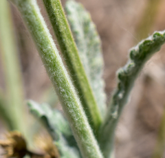 Stachys albicaulis