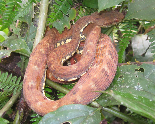 Peruvian Forest Pit Viper