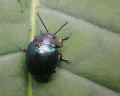 Platyphora opacicollis
