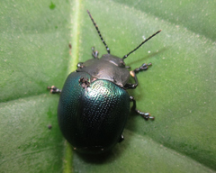 Platyphora opacicollis