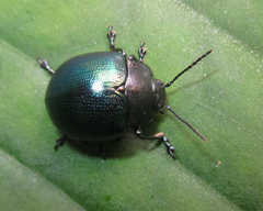 Platyphora opacicollis