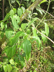 Mikania guaco