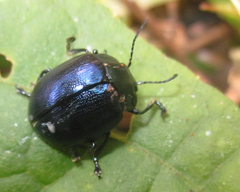 Platyphora opacicollis