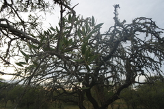 Aspidosperma quebracho-blanco