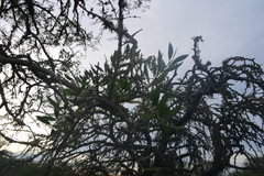 Aspidosperma quebracho-blanco