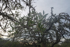 Aspidosperma quebracho-blanco