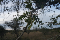 Aspidosperma quebracho-blanco