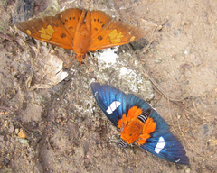 Euriphellus euribates