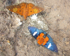 Yanguna cometes