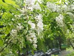 Robinia pseudoacacia