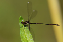 Miniargiolestes minimus