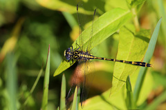 Austrogomphus collaris