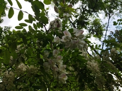 Robinia pseudoacacia