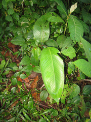 Heliconia vellerigera