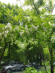 Robinia pseudoacacia