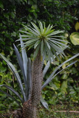 Pachypodium lamerei