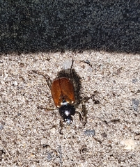 Phyllopertha horticola
