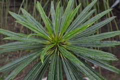 Pachypodium lamerei