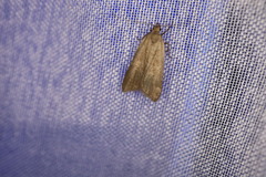Acompsia cinerella