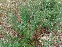Medicago sativa