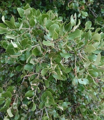 Ilex